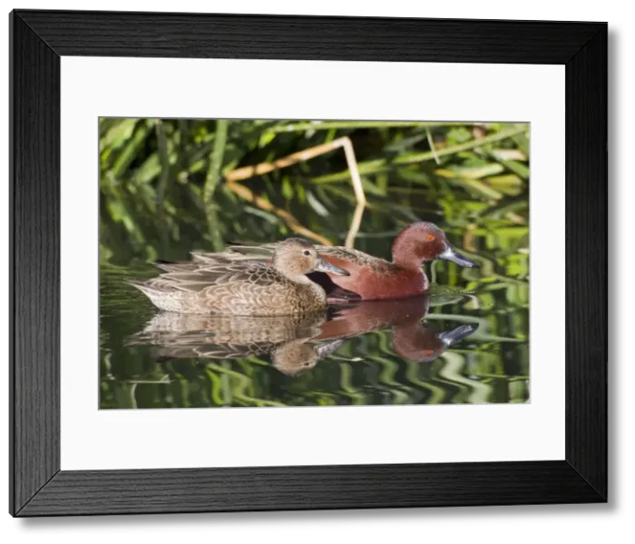 Framed Print : Picture No. 10885286 Framed Print : Picture No. 10885286