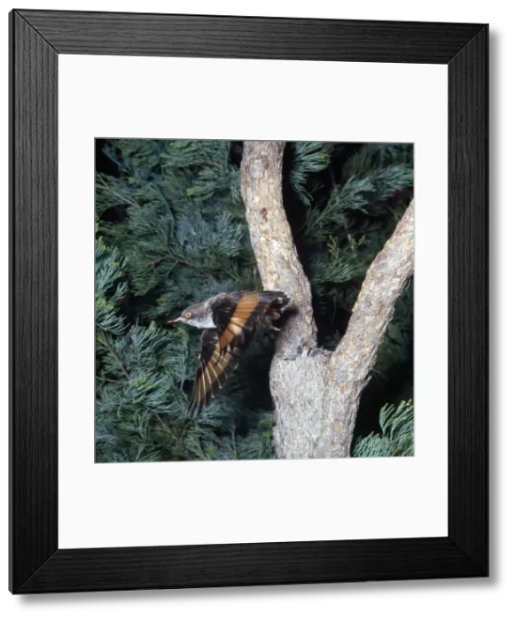 Framed Print : Picture No. 10885132 Framed Print : Picture No. 10885132