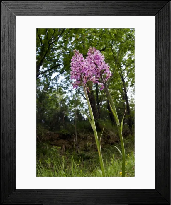 Framed Print : Picture No. 10885101 Framed Print : Picture No. 10885101