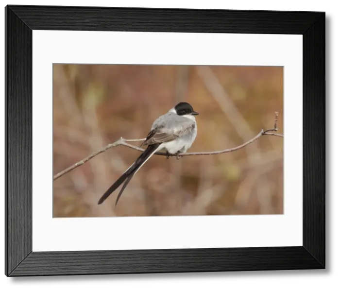 Framed Print : Picture No. 10885304 Framed Print : Picture No. 10885304