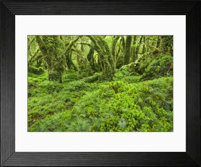 Framed Print : Picture No. 10885074 Framed Print : Picture No. 10885074