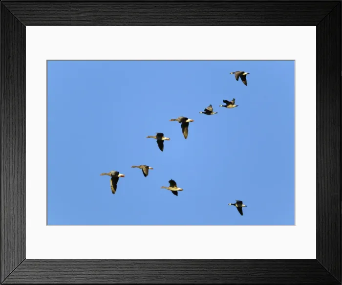 Framed Print : Picture No. 10887326 Framed Print : Picture No. 10887326
