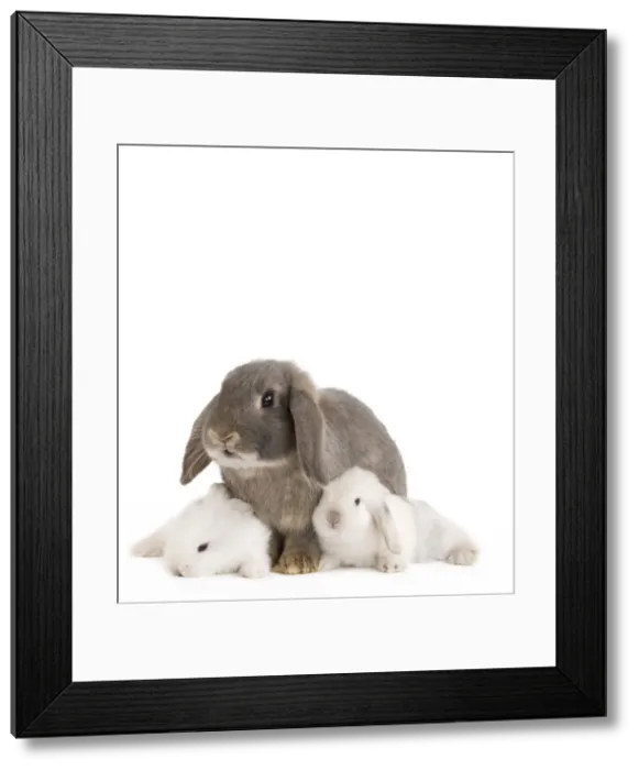 Framed Print : Picture No. 10886690 Framed Print : Picture No. 10886690