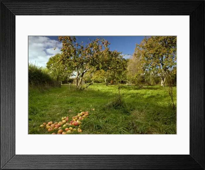Framed Print : Picture No. 10887176