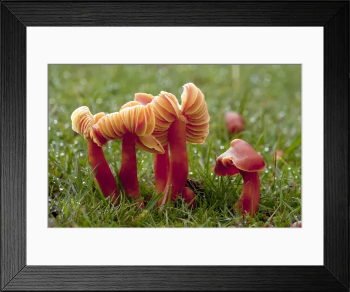 Framed Print : Picture No. 10887222 Framed Print : Picture No. 10887222