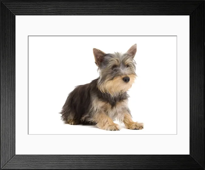 Framed Print : Picture No. 10888037