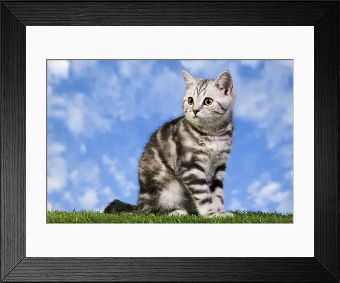 Framed Print : Picture No. 10887799