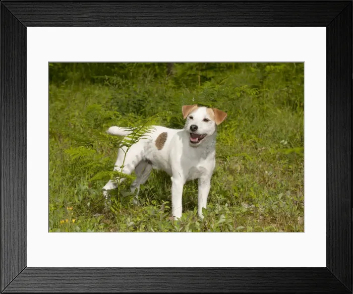Framed Print : Picture No. 10887438 Framed Print : Picture No. 10887438