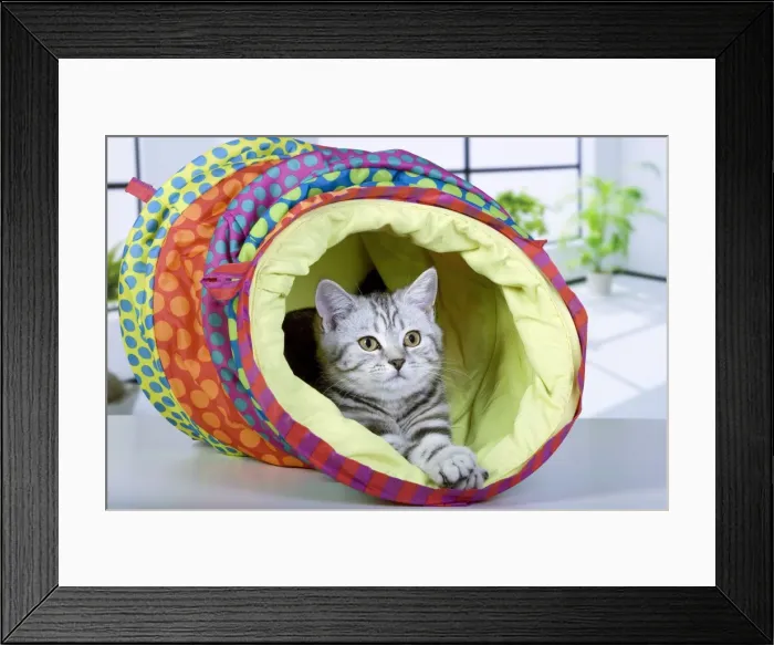 Framed Print : Picture No. 10887761 Framed Print : Picture No. 10887761