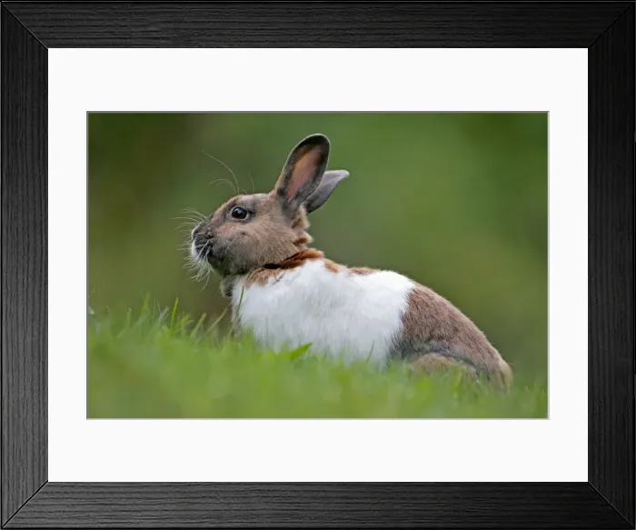 Framed Print : Picture No. 10886753 Framed Print : Picture No. 10886753
