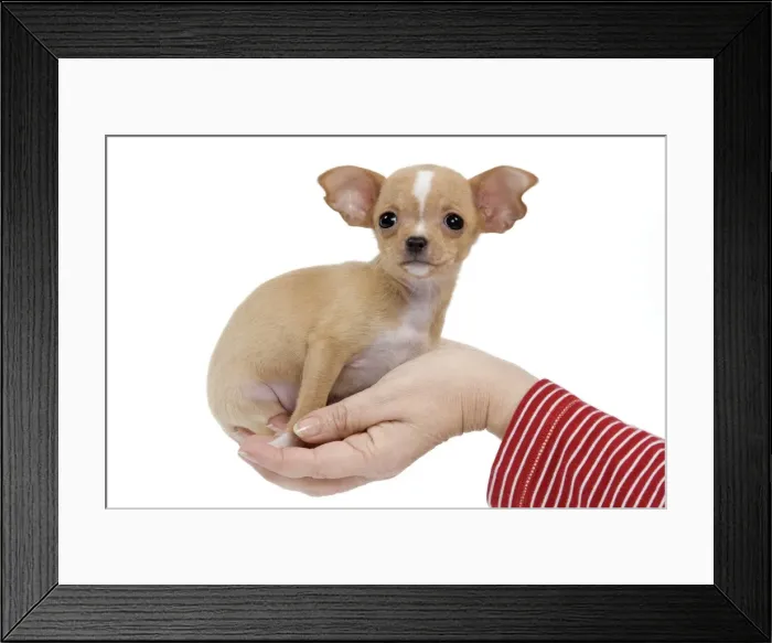Framed Print : Picture No. 10888018