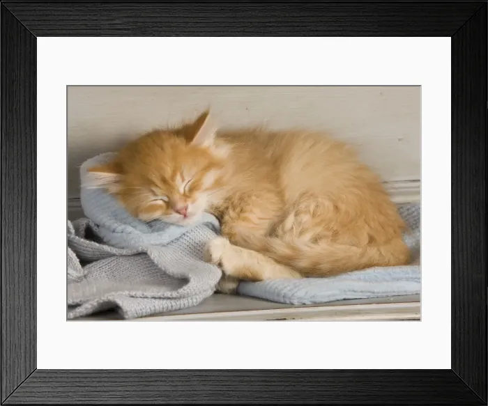 Framed Print : Picture No. 10887721 Framed Print : Picture No. 10887721