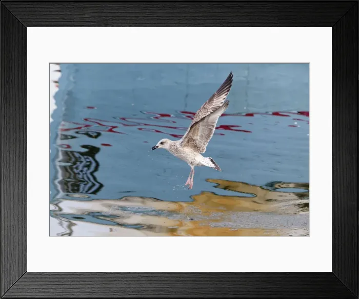 Framed Print : Picture No. 10887346 Framed Print : Picture No. 10887346