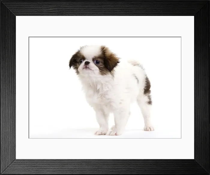 Framed Print : Picture No. 10888035 Framed Print : Picture No. 10888035