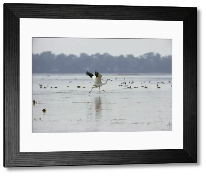 Framed Print : Picture No. 10887361 Framed Print : Picture No. 10887361
