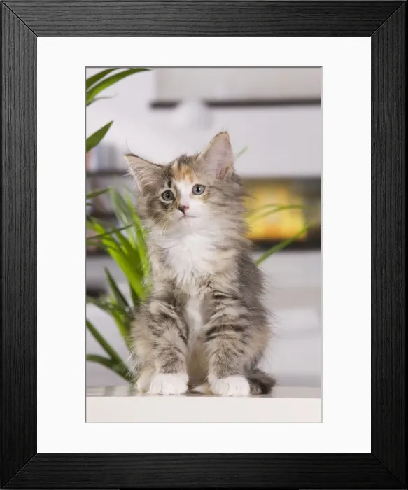 Framed Print : Picture No. 10887759 Framed Print : Picture No. 10887759