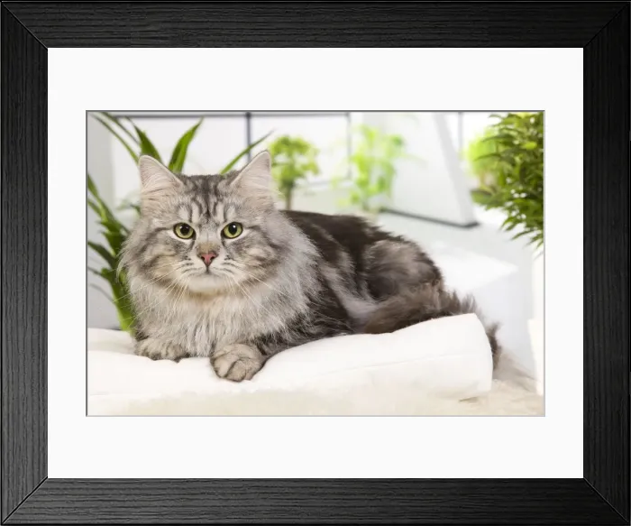 Framed Print : Picture No. 10887765 Framed Print : Picture No. 10887765