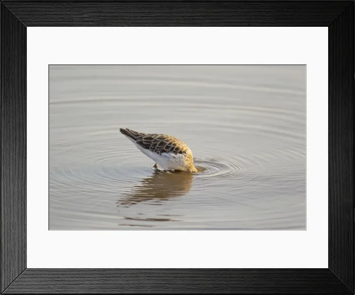 Framed Print : Picture No. 10887281 Framed Print : Picture No. 10887281