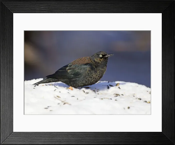 Framed Print : Picture No. 10885353 Framed Print : Picture No. 10885353