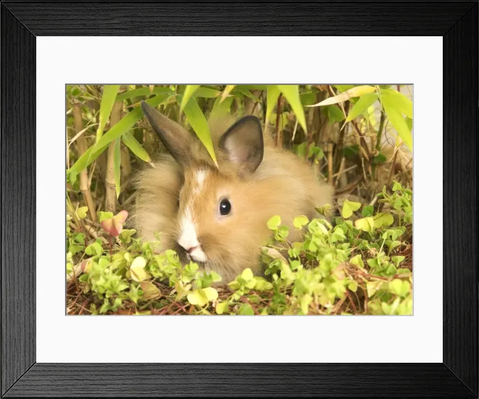 Framed Print : Picture No. 10886692 Framed Print : Picture No. 10886692