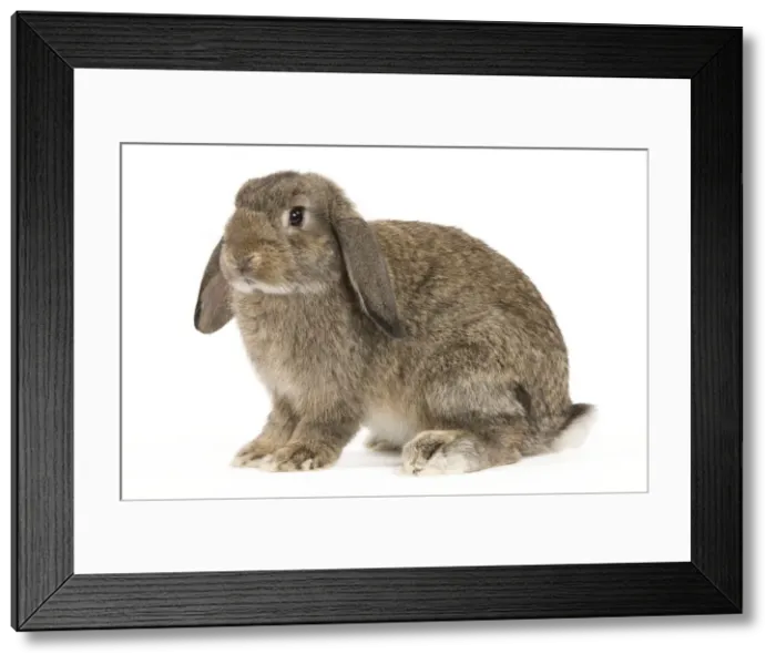 Framed Print : Picture No. 10886706 Framed Print : Picture No. 10886706
