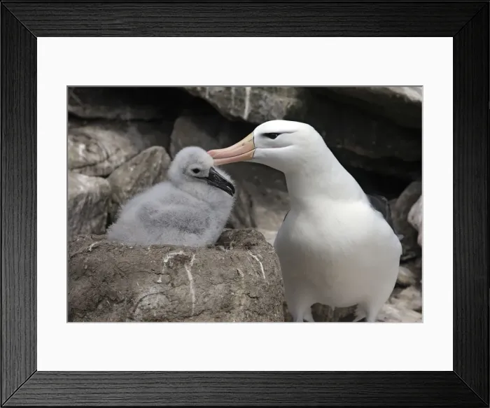 Framed Print : Picture No. 10884822