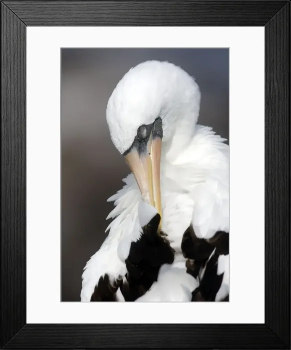 Framed Print : Picture No. 10884919 Framed Print : Picture No. 10884919
