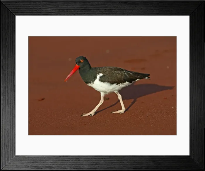 Framed Print : Picture No. 10884854 Framed Print : Picture No. 10884854