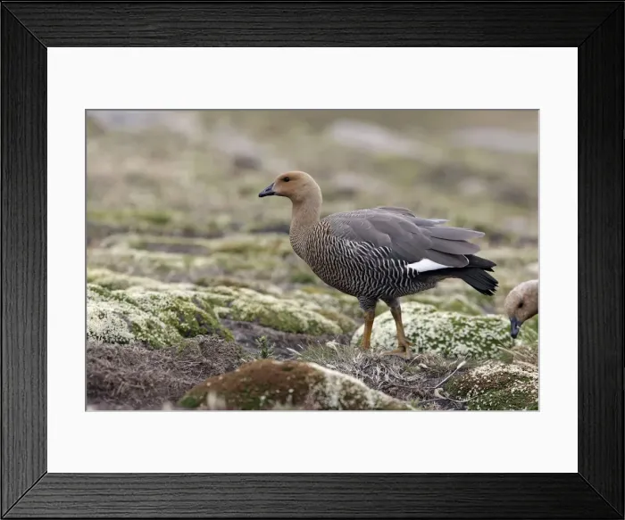 Framed Print : Picture No. 10884715