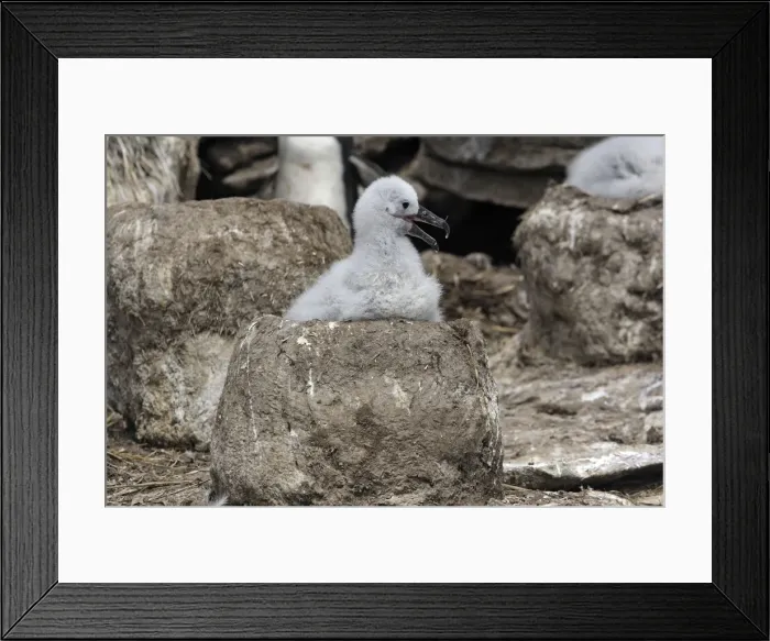 Framed Print : Picture No. 10884826 Framed Print : Picture No. 10884826