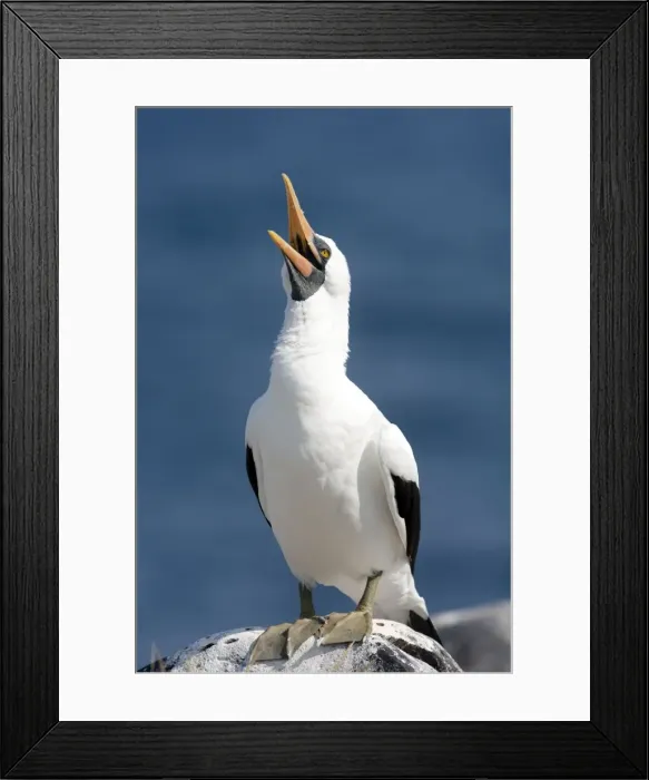 Framed Print : Picture No. 10884918 Framed Print : Picture No. 10884918
