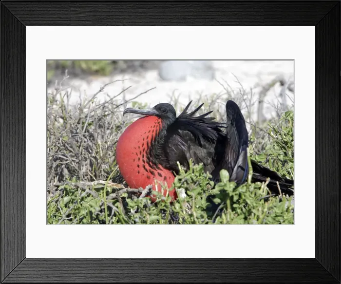 Framed Print : Picture No. 10884898 Framed Print : Picture No. 10884898