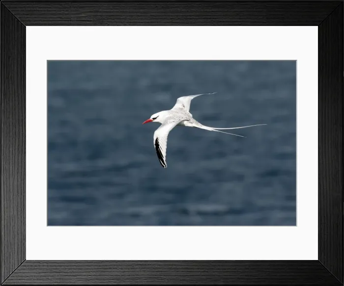 Framed Print : Picture No. 10884904 Framed Print : Picture No. 10884904