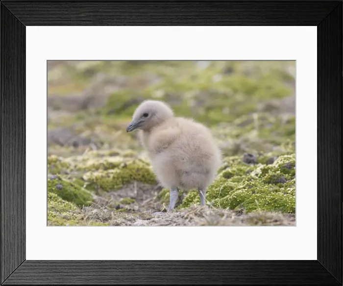 Framed Print : Picture No. 10884735 Framed Print : Picture No. 10884735