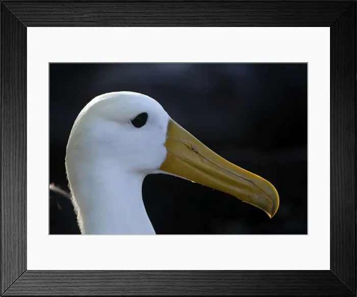 Framed Print : Picture No. 10884930