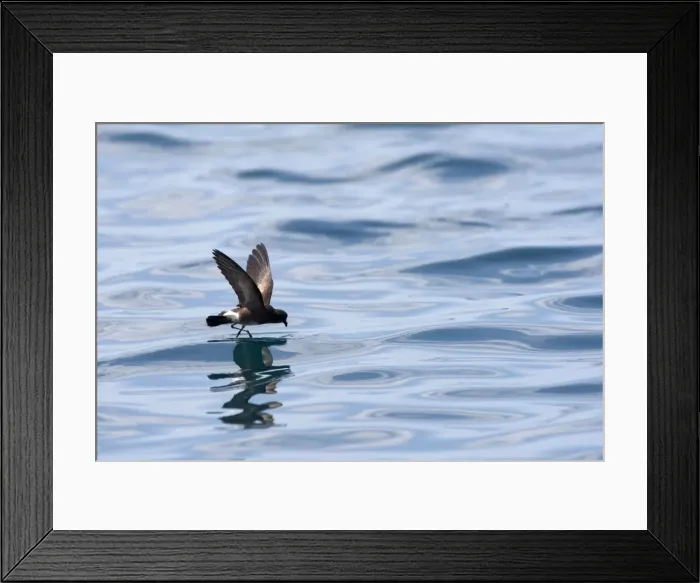 Framed Print : Picture No. 10884884 Framed Print : Picture No. 10884884