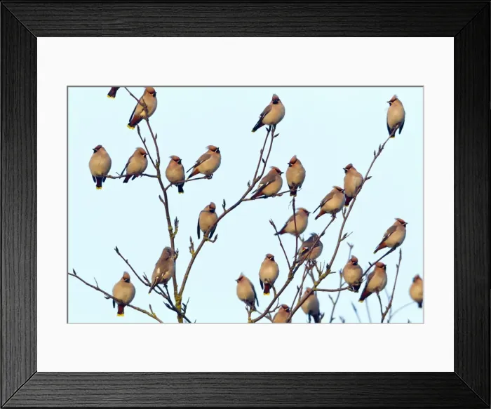Framed Print : Picture No. 10884401 Framed Print : Picture No. 10884401