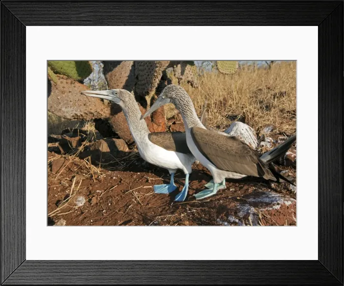 Framed Print : Picture No. 10884925 Framed Print : Picture No. 10884925