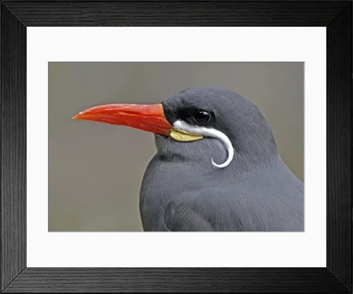 Framed Print : Picture No. 10884141 Framed Print : Picture No. 10884141