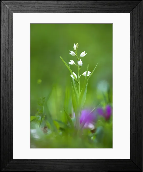 Framed Print : Picture No. 10884229