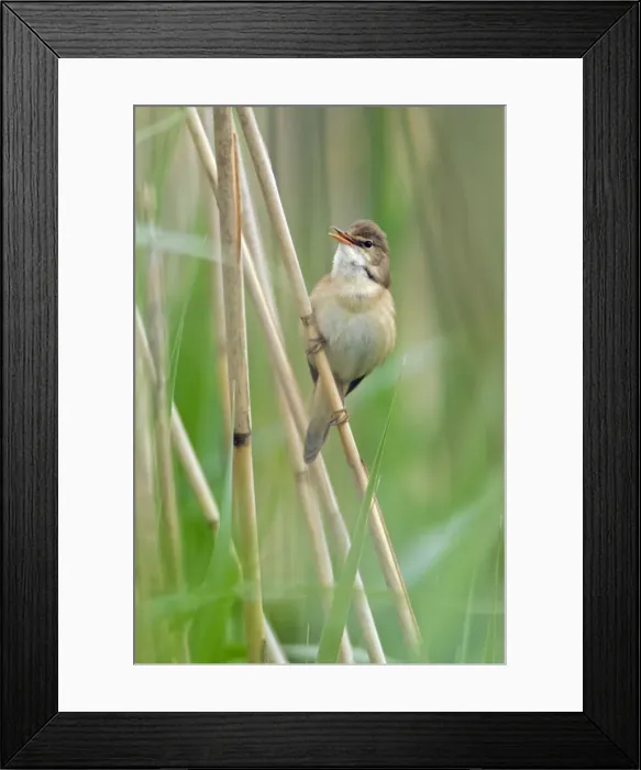 Framed Print : Picture No. 10884400 Framed Print : Picture No. 10884400