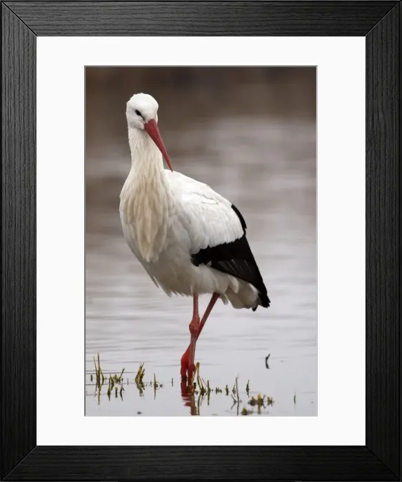 Framed Print : Picture No. 10884217 Framed Print : Picture No. 10884217