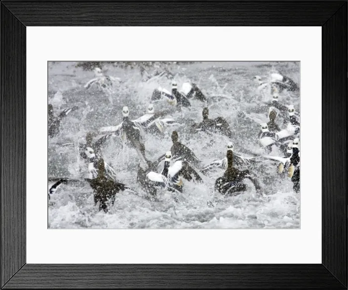 Framed Print : Picture No. 10883913 Framed Print : Picture No. 10883913