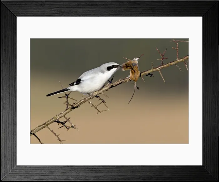 Framed Print : Picture No. 10884385 Framed Print : Picture No. 10884385