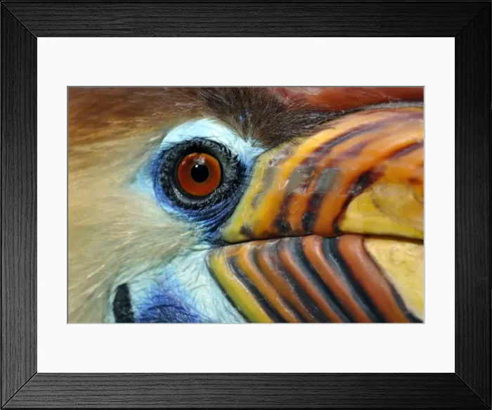 Framed Print : Picture No. 10884148 Framed Print : Picture No. 10884148