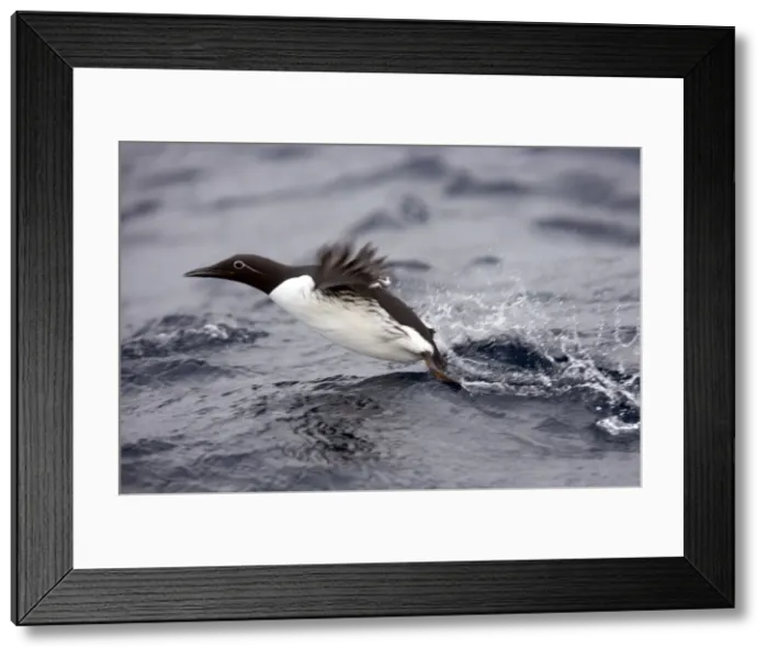 Framed Print : Picture No. 10883924