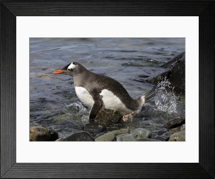 Framed Print : Picture No. 10884447 Framed Print : Picture No. 10884447