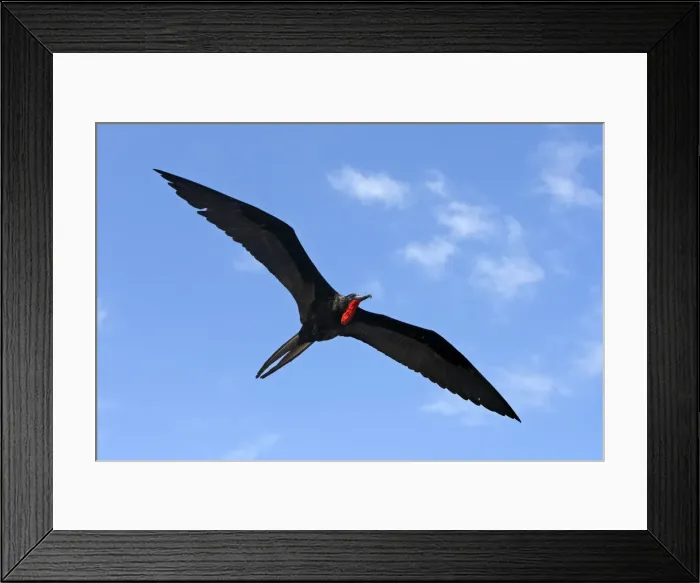 Framed Print : Picture No. 10884873 Framed Print : Picture No. 10884873