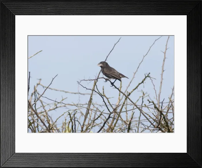 Framed Print : Picture No. 10884883 Framed Print : Picture No. 10884883