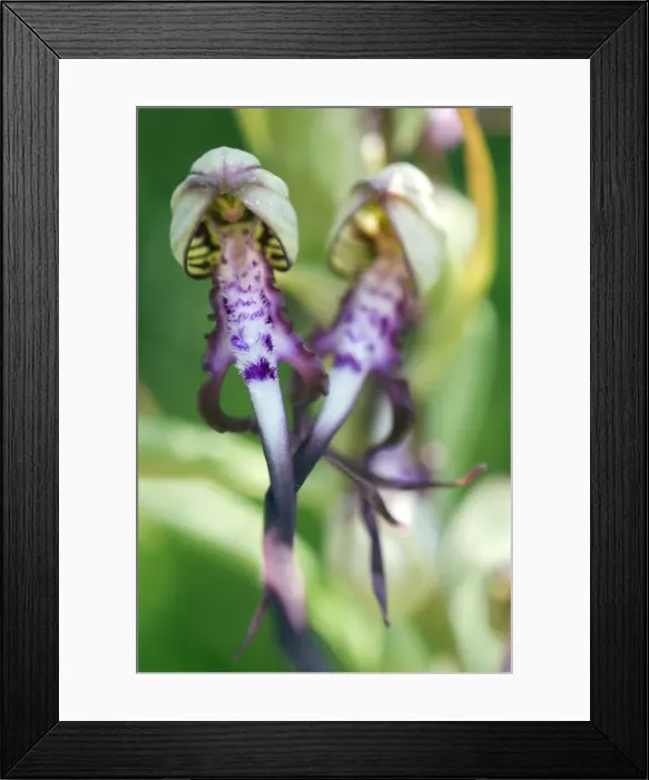 Framed Print : Picture No. 10884167 Framed Print : Picture No. 10884167